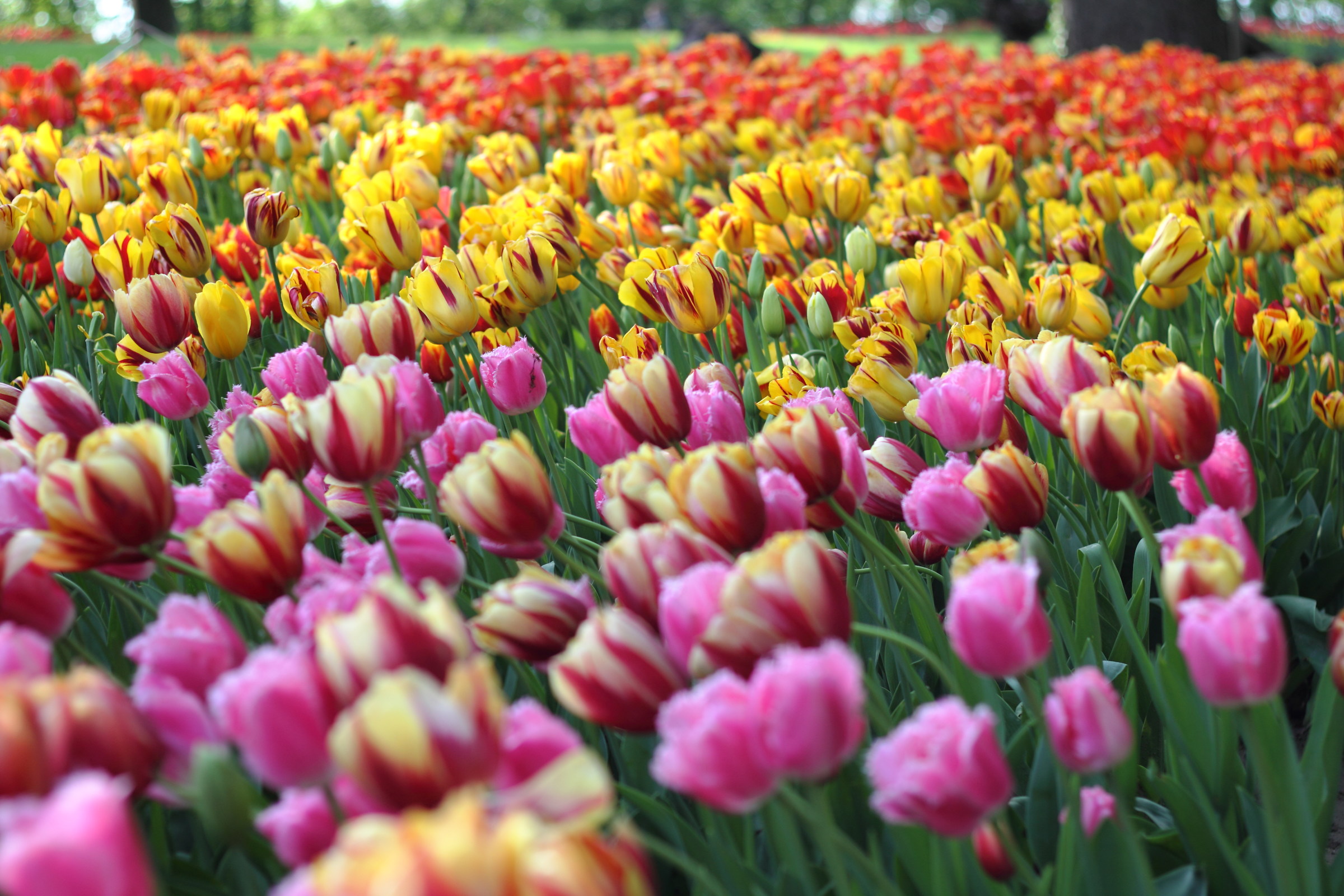 Messer Tulipano 2015