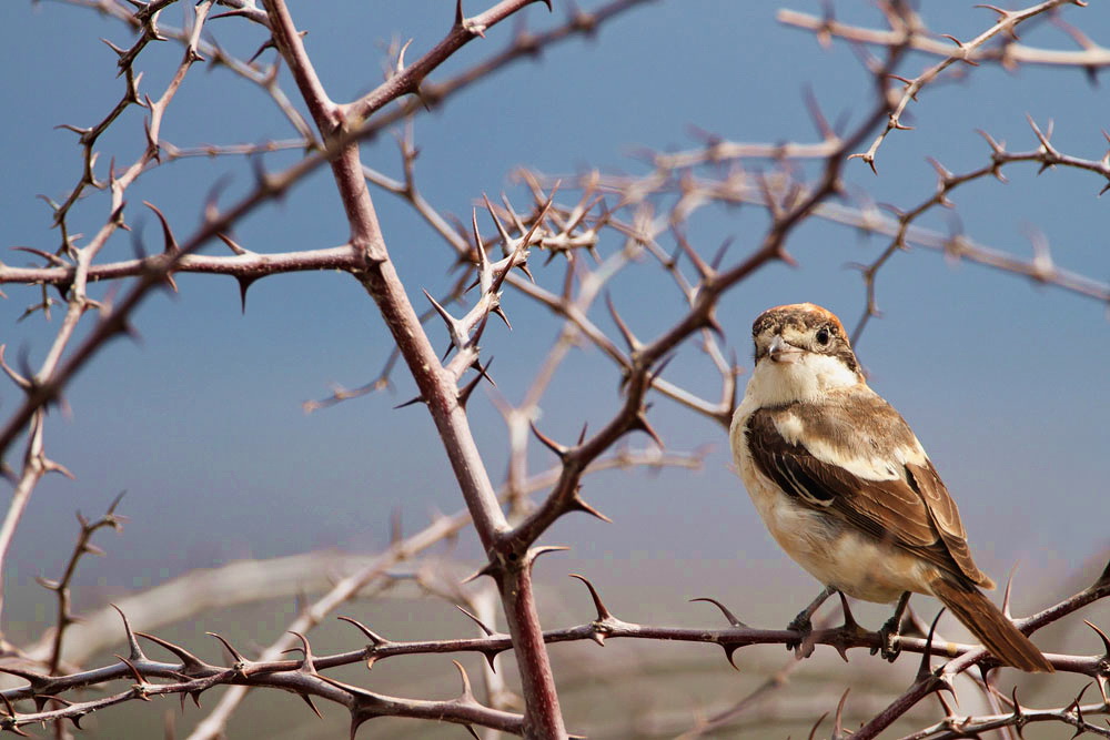 Woodchat shrike Lanius senator