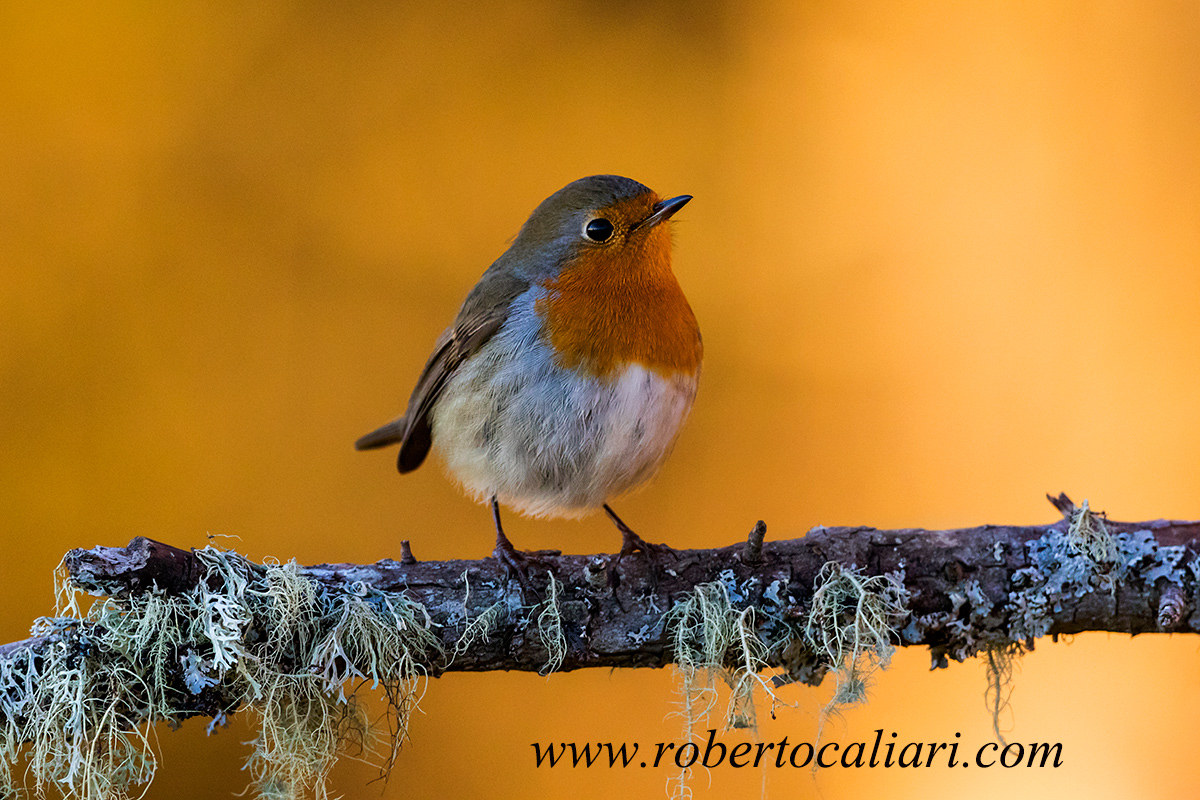 L'alba del pettirosso...