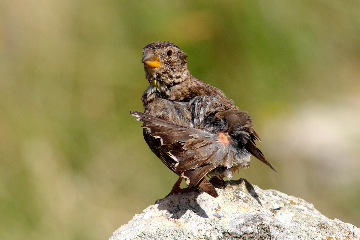 infestation soft ticks (Argas sp., Ornithoderus