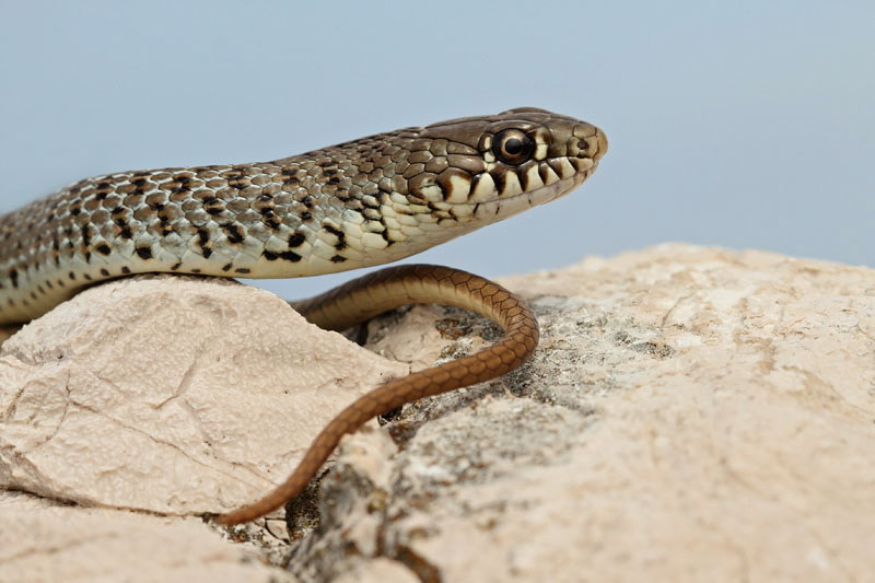 Balkan whip snake Hierophis gemonensis