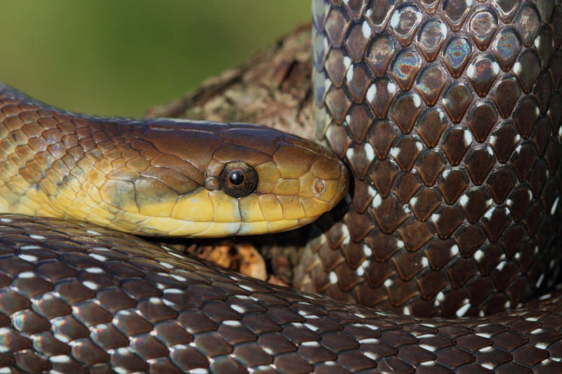 Aesculapian snake Zamenis longissimus