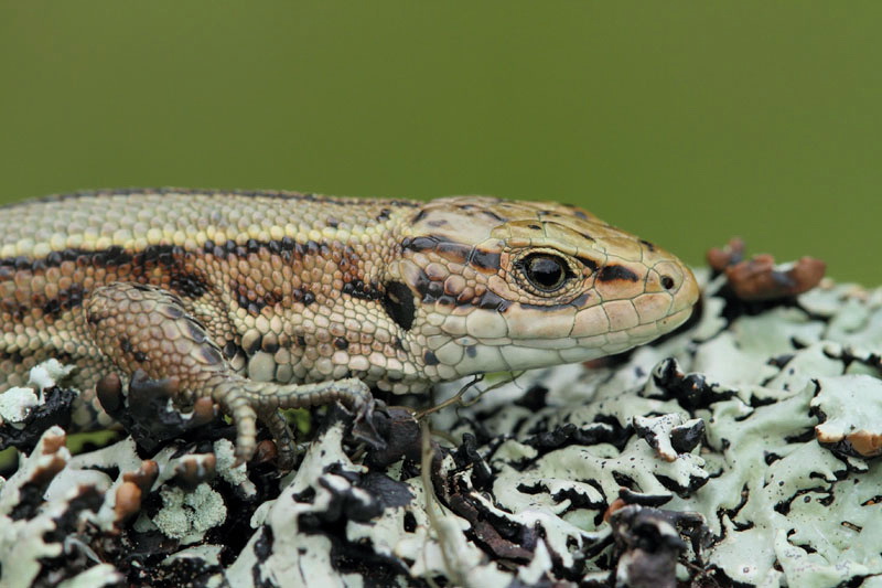 Viviparous lizard Zootoca vivipara