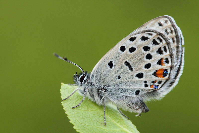 Cranberry blue Vacciniina optilete