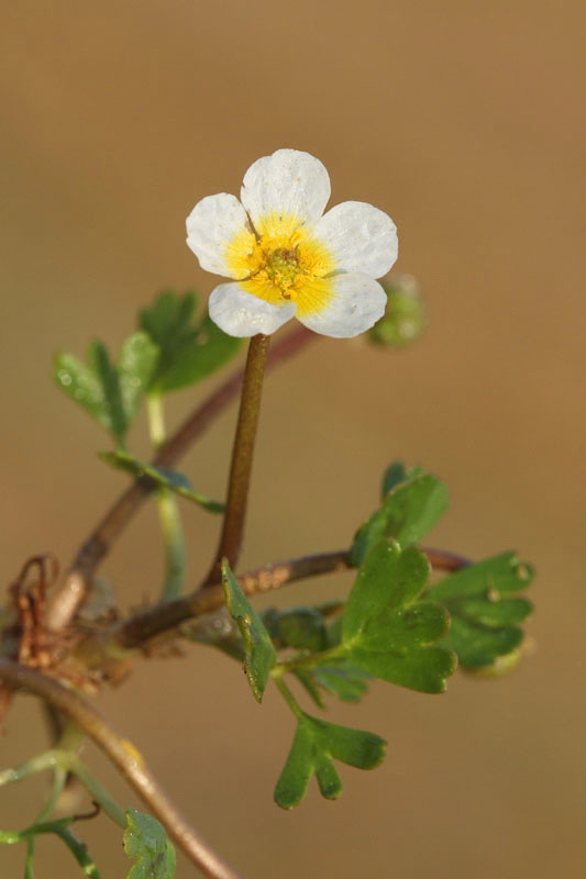 White water-crowfoot Ranunculus aquatilis