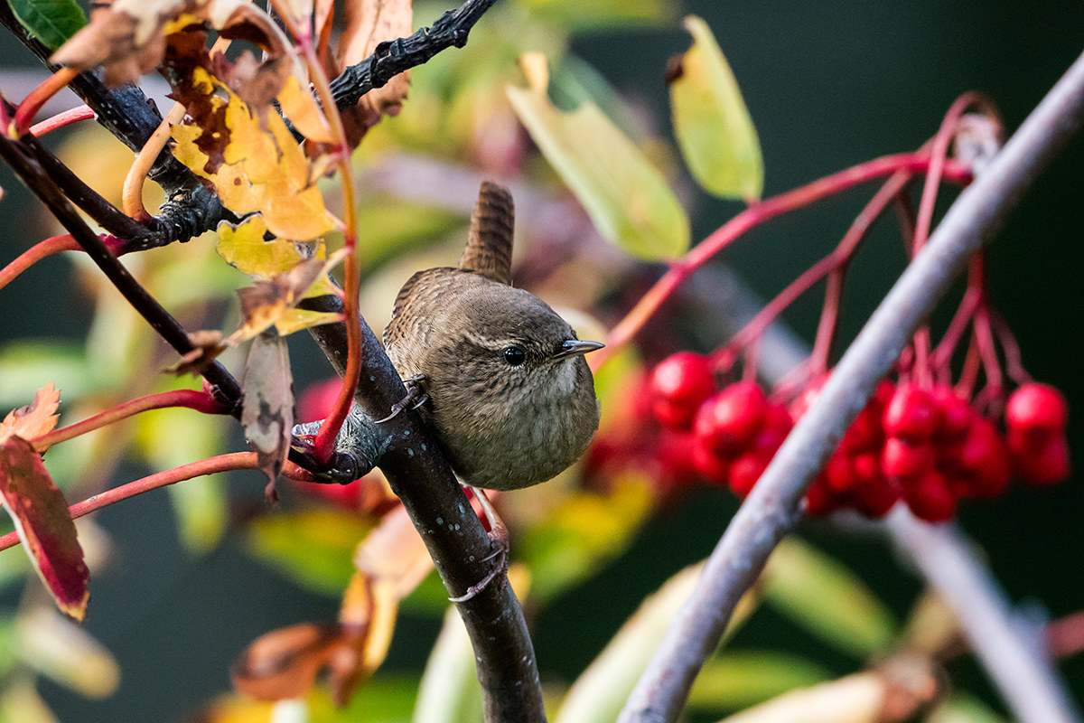 Wren on rowan tree.