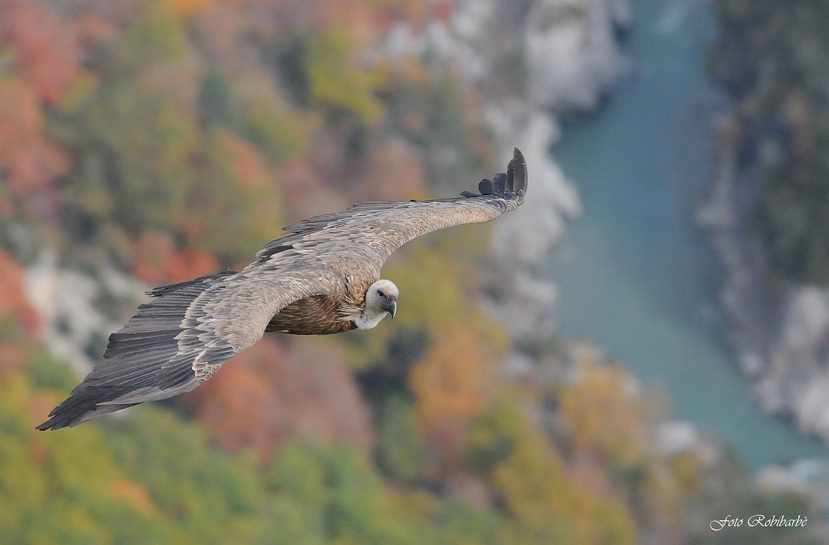 Autunno in Verdon...