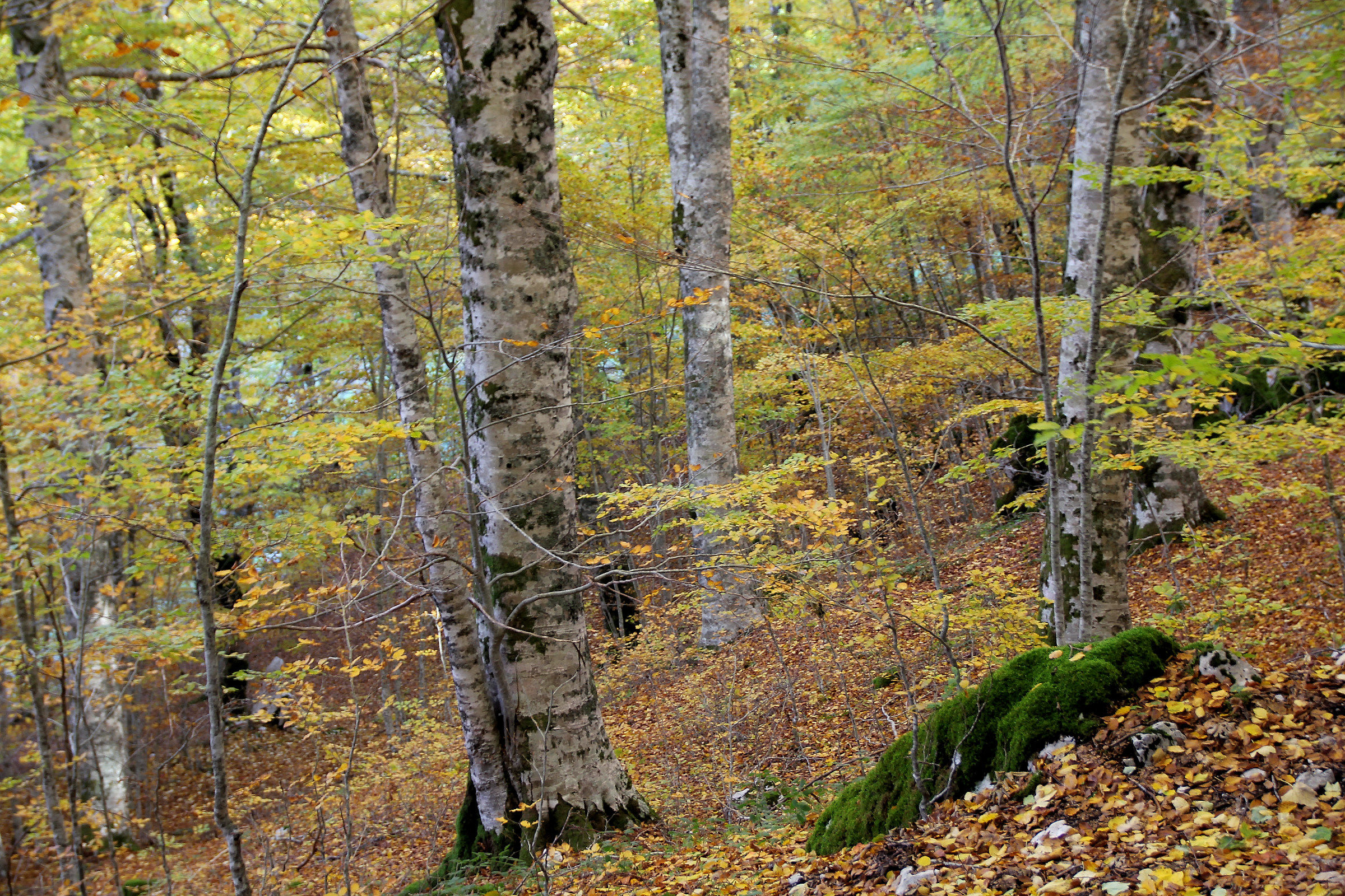 the sapwood in autumn