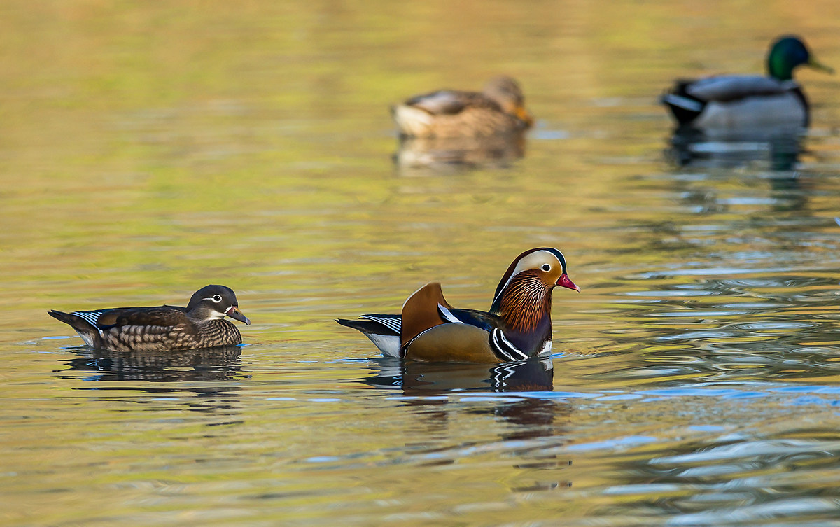Mandarin duck -mANDARINA