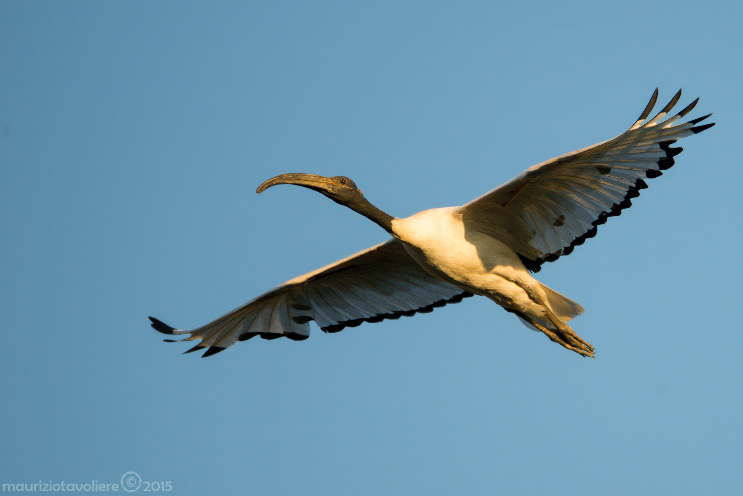 Ibis sacro verso il tramonto ..