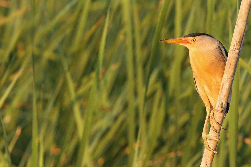 Little bittern Ixobrychus minutus