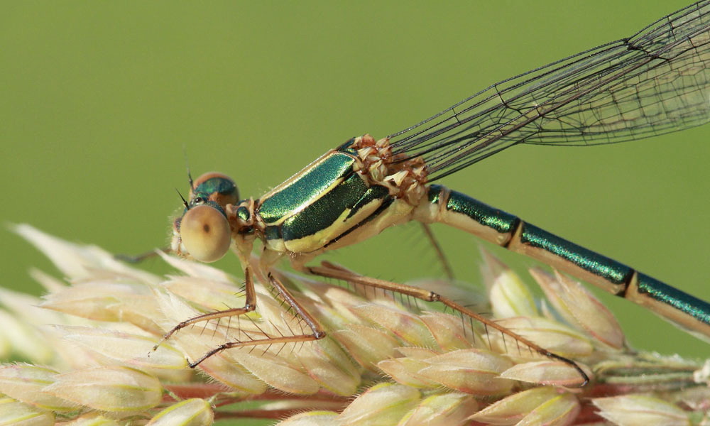 Willow emerald damselfly Lestes viridis