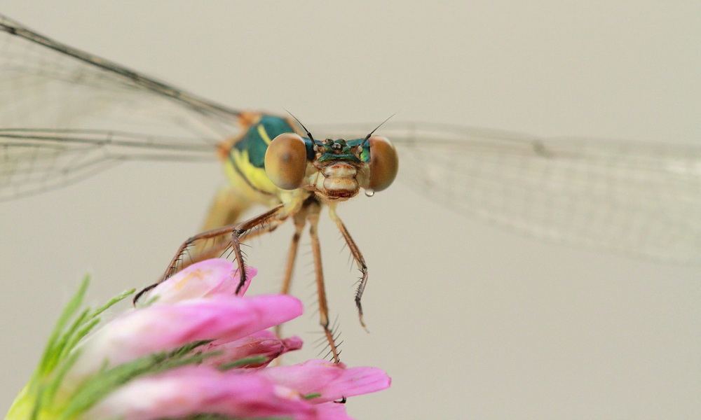Willow emerald damselfly Lestes viridis