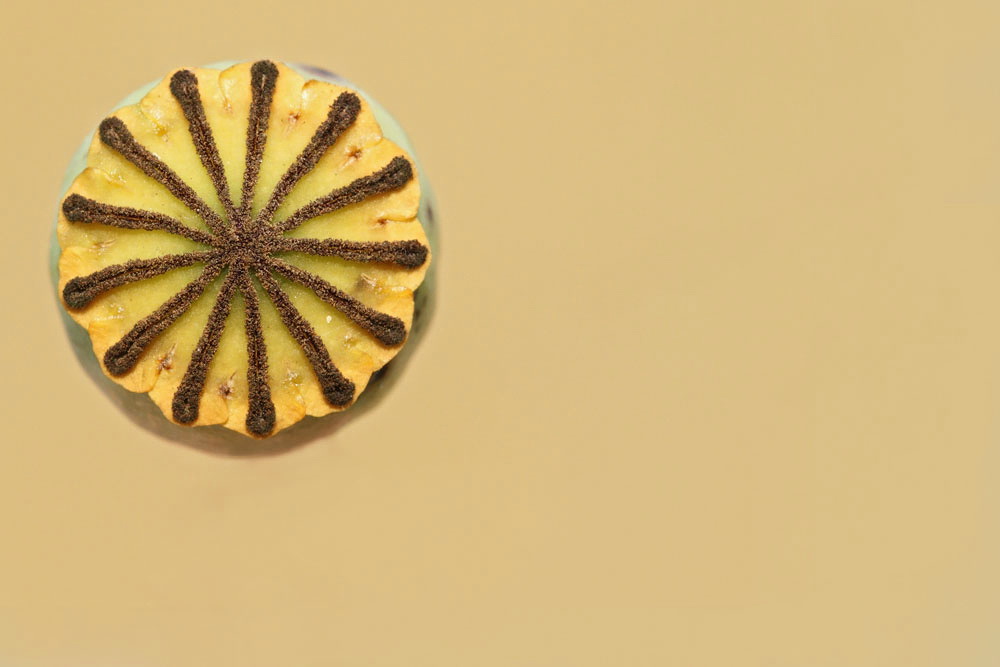 Corn poppy Papaver rhoeas