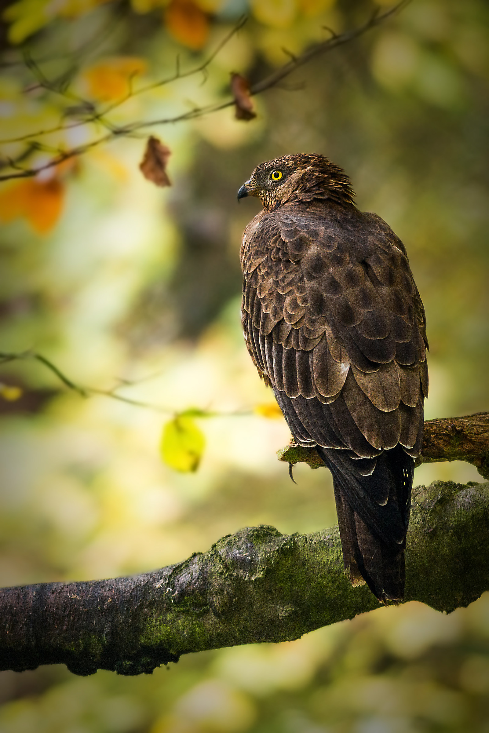 Falco pecchiaiolo autunnale