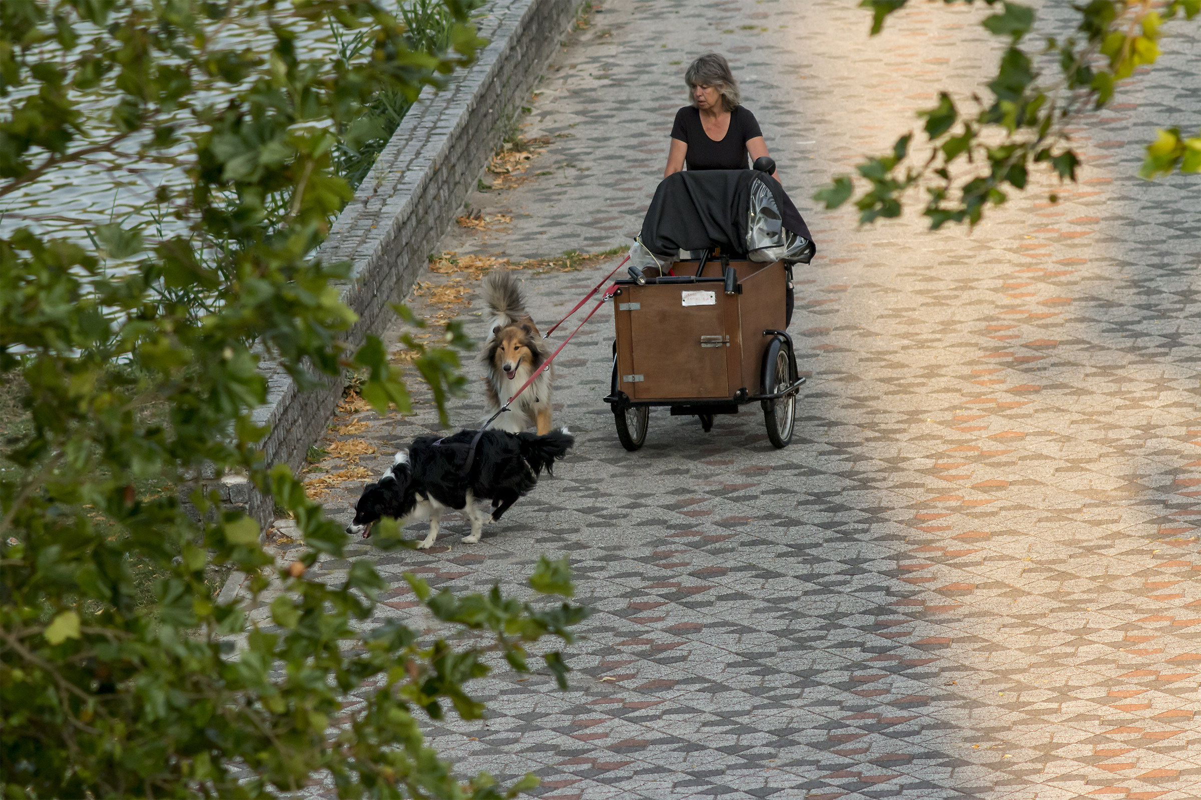 This is a bike for transport Dogs