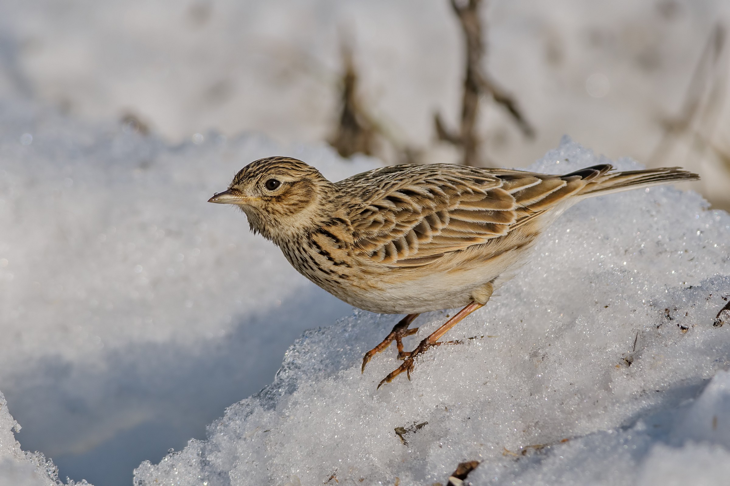 Skylark (Alauda arvensis)