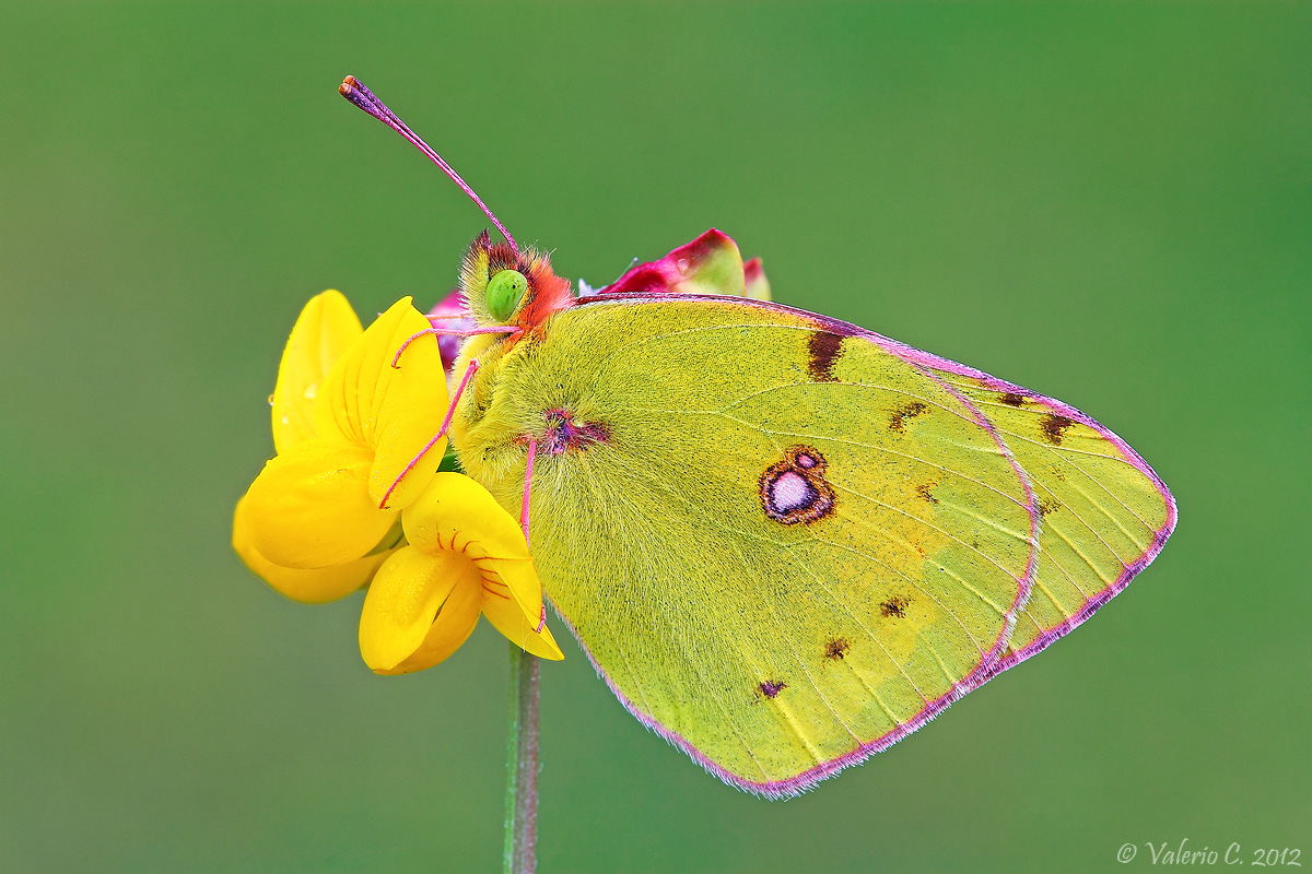 Colias Sp.