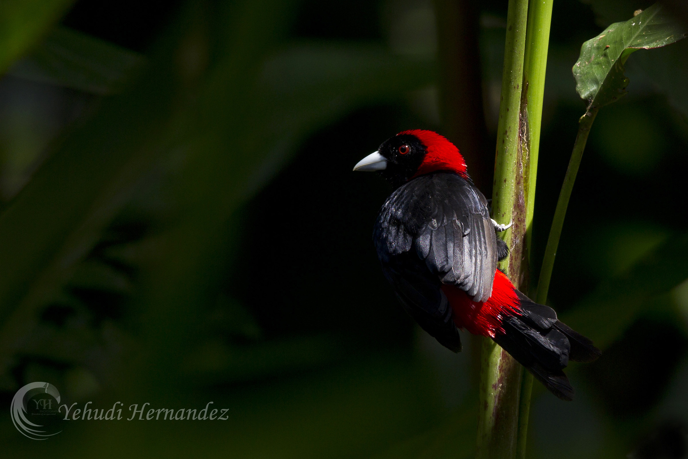 Crimson tanager colletto