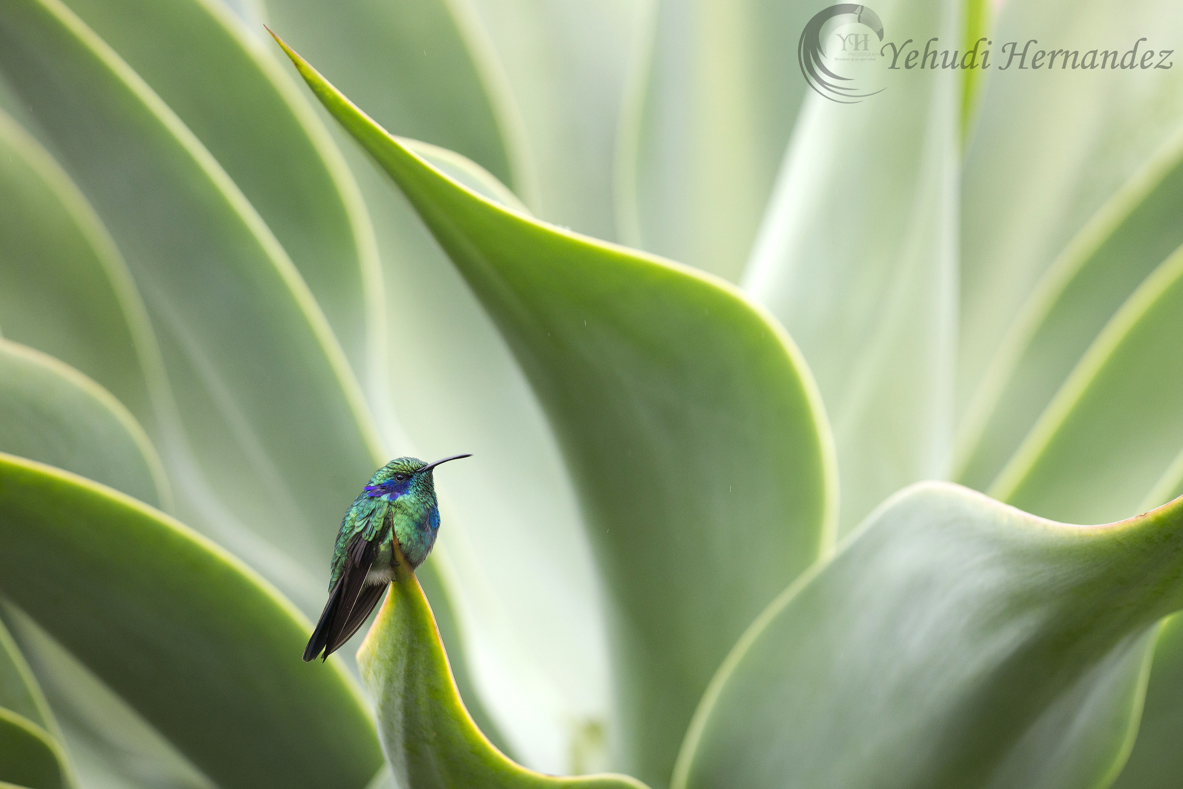 Colibri