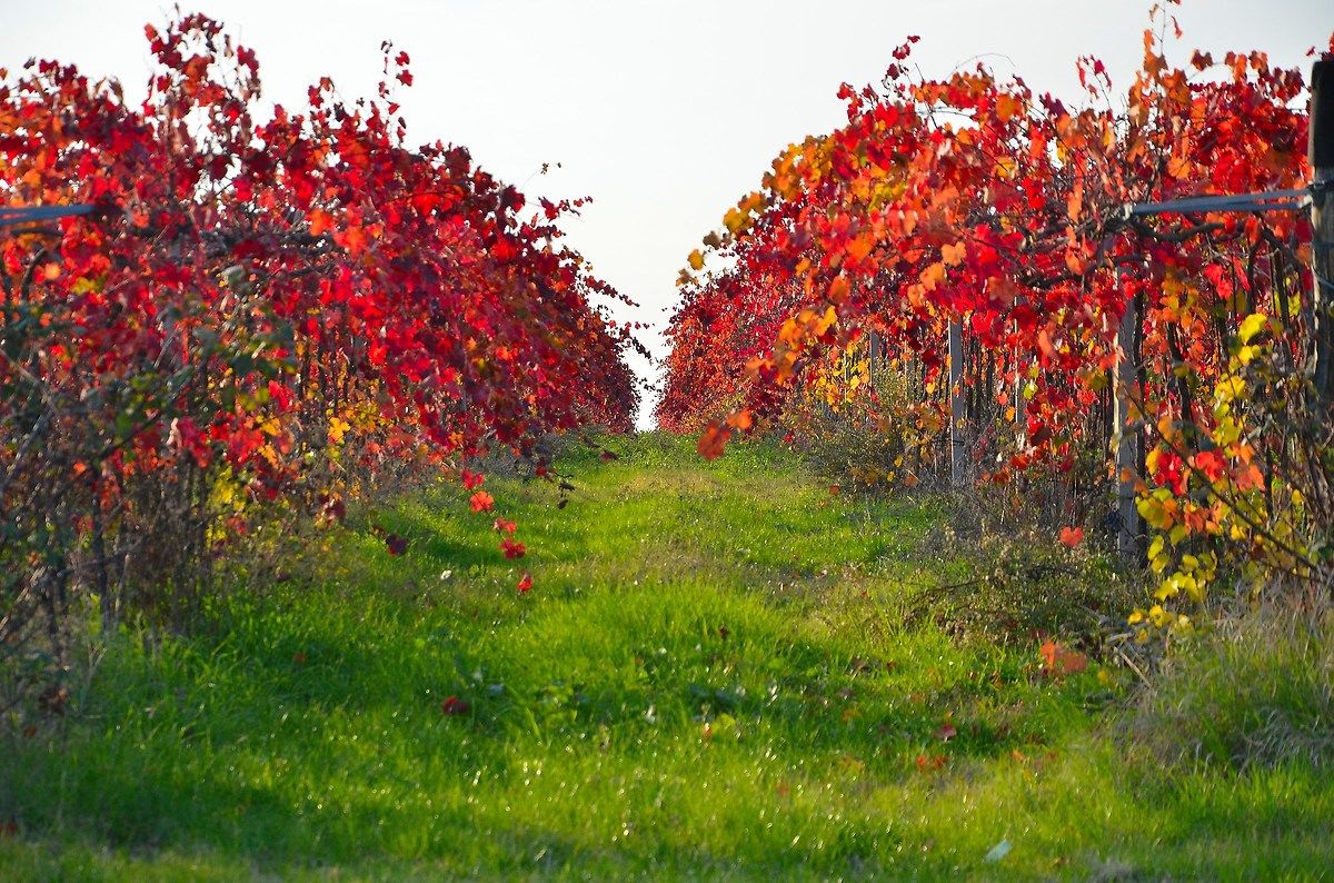 colori d'autunno