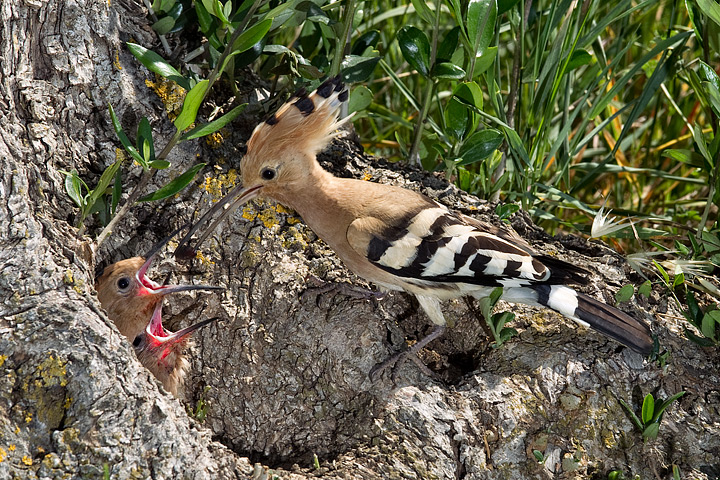 Hoopoe