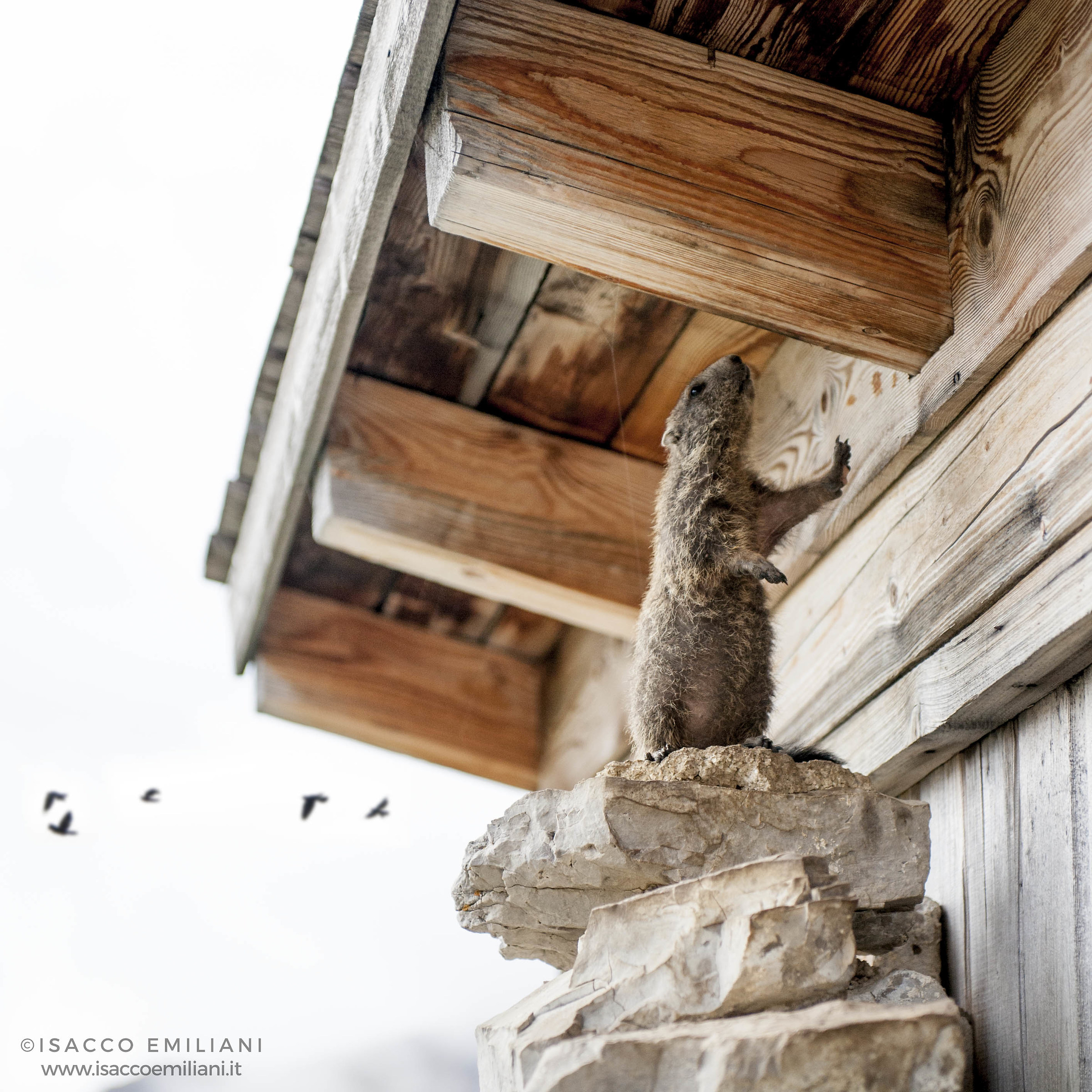 Marmotta in un casolare sulle Tre Cime di Lavaredo