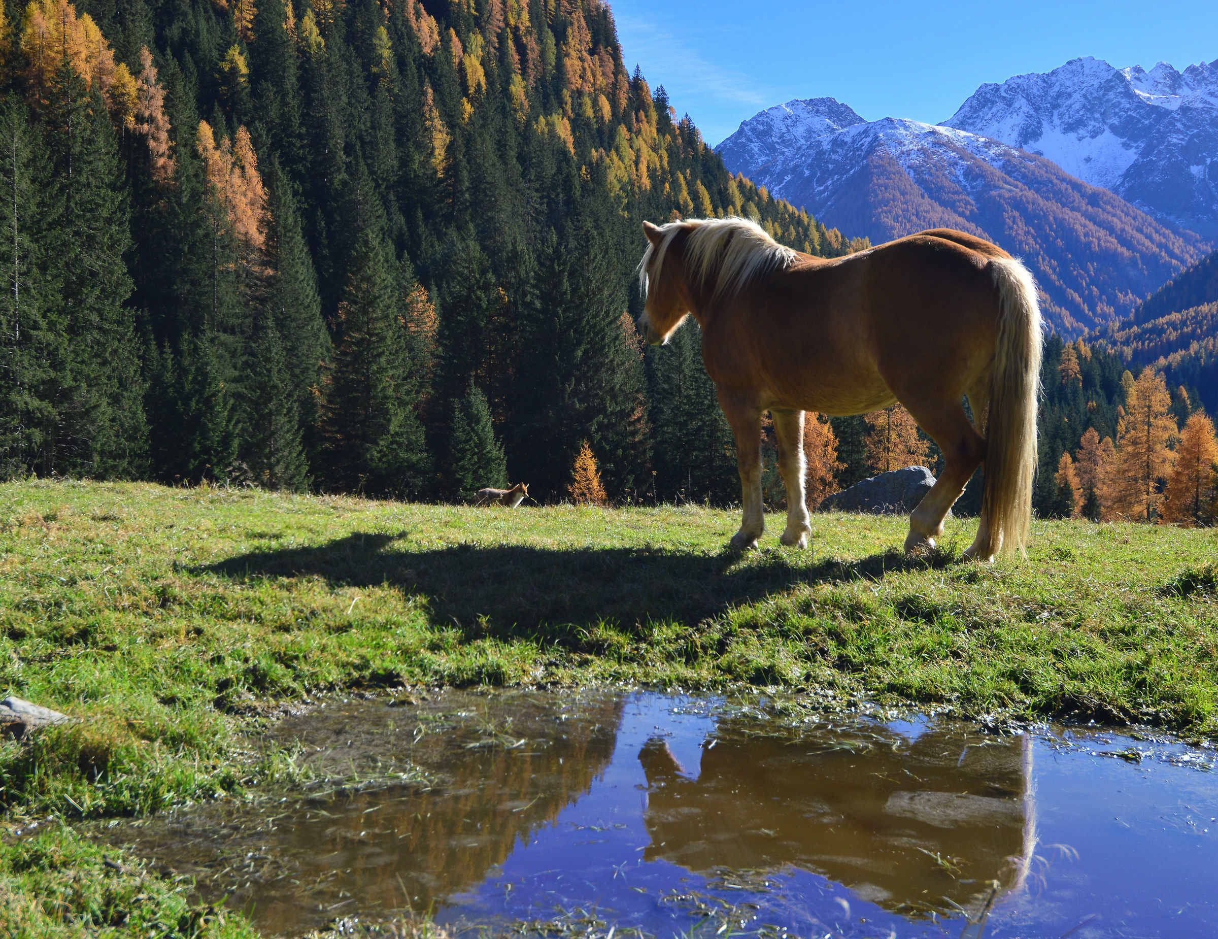 La volpe e il cavallo (a 24 mm)