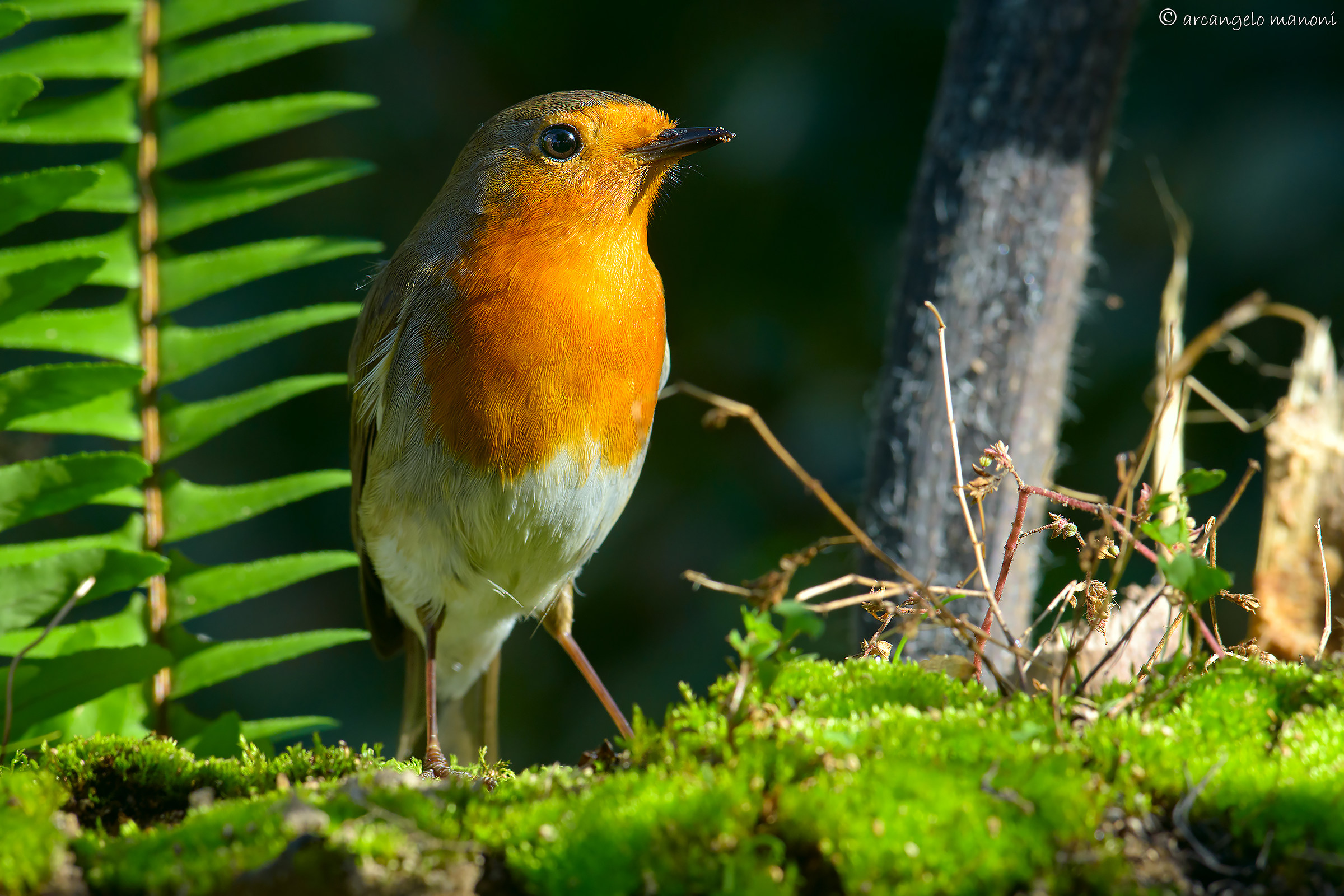 The first robin of 2015