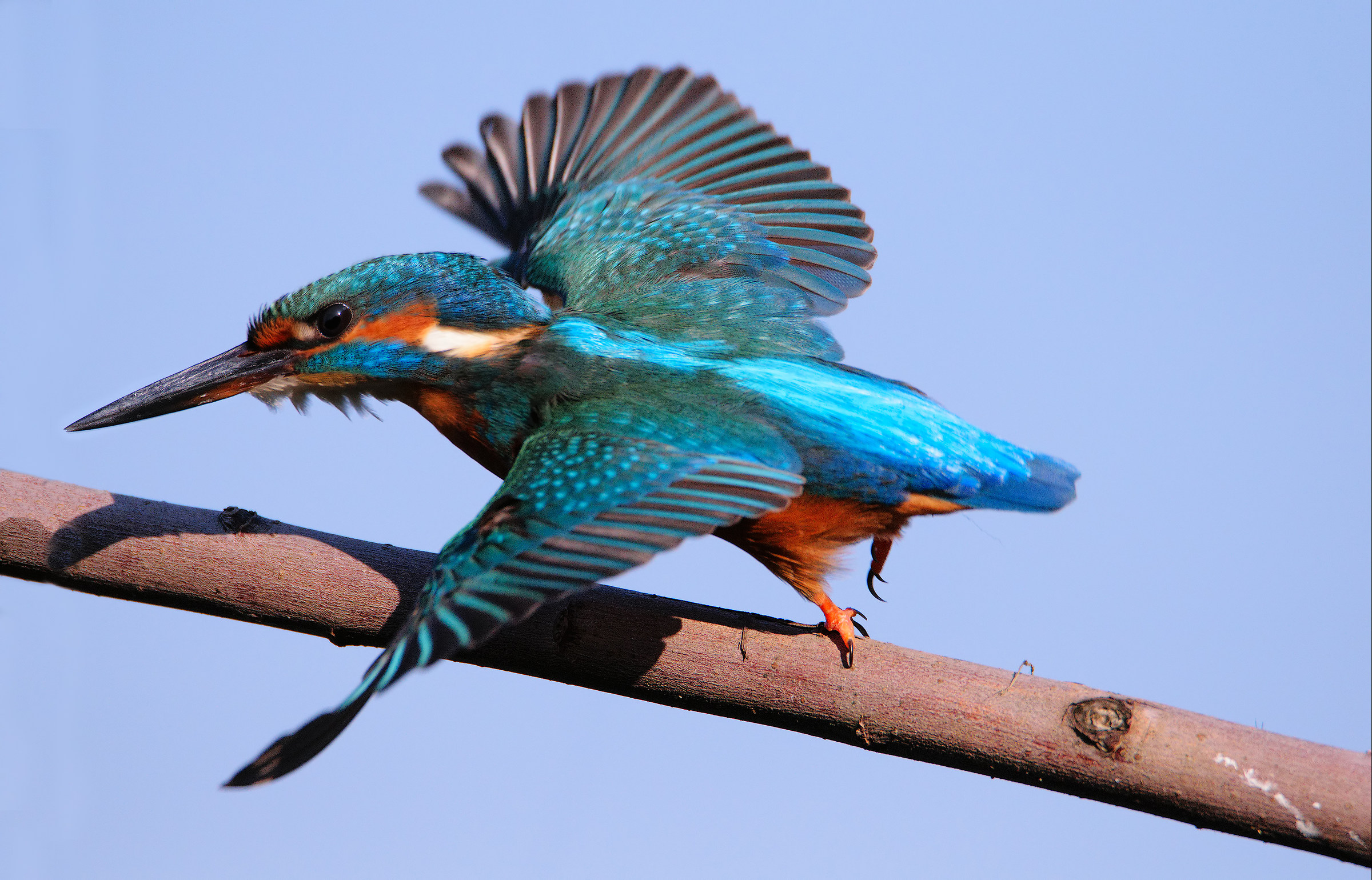 Kingfisher