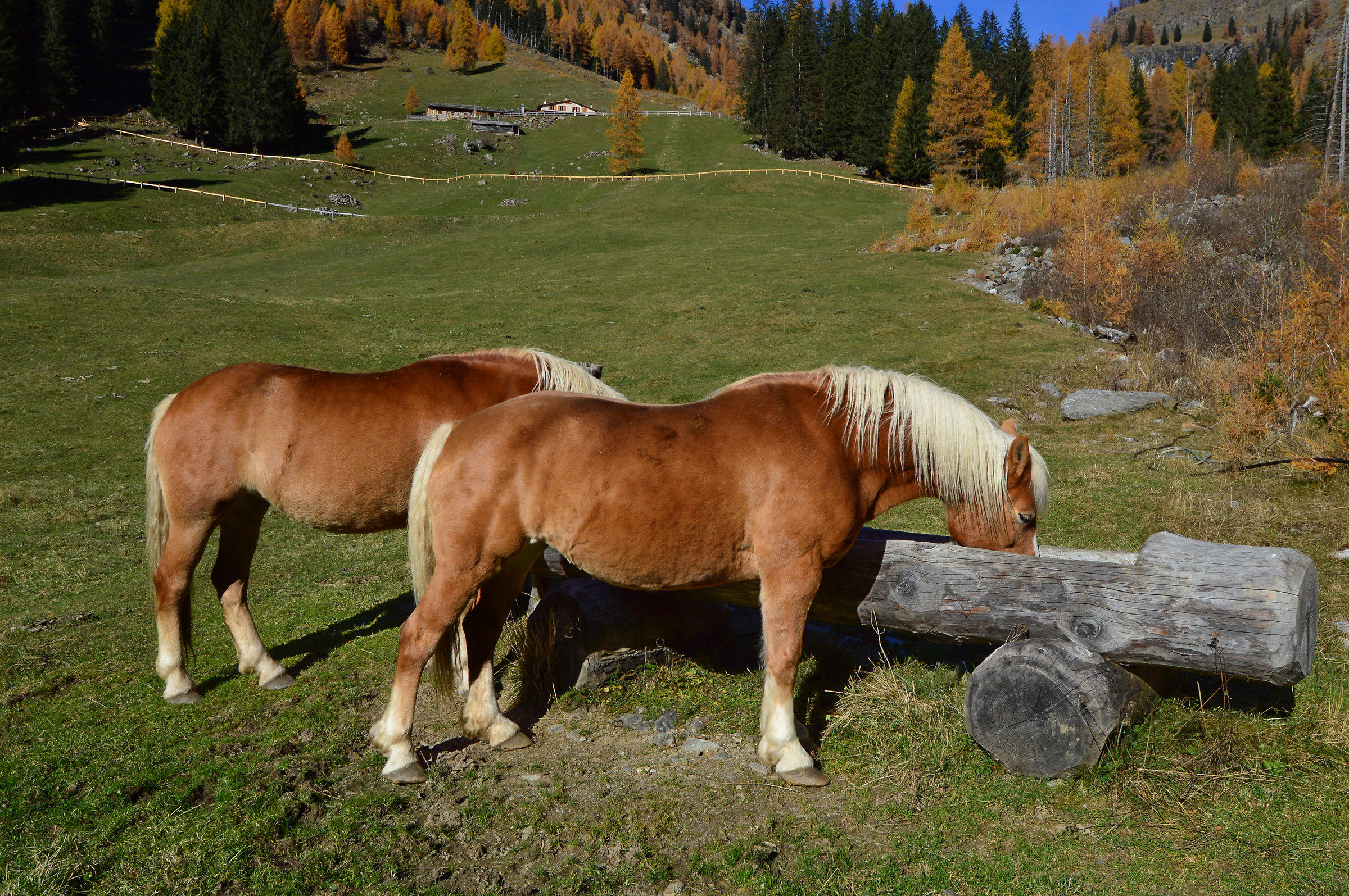 Haflinger all'abbeveratoio.