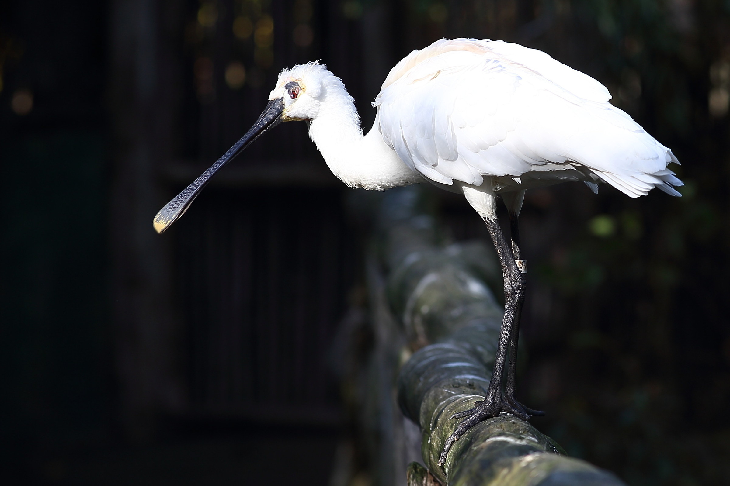 Eurasian spoonbill