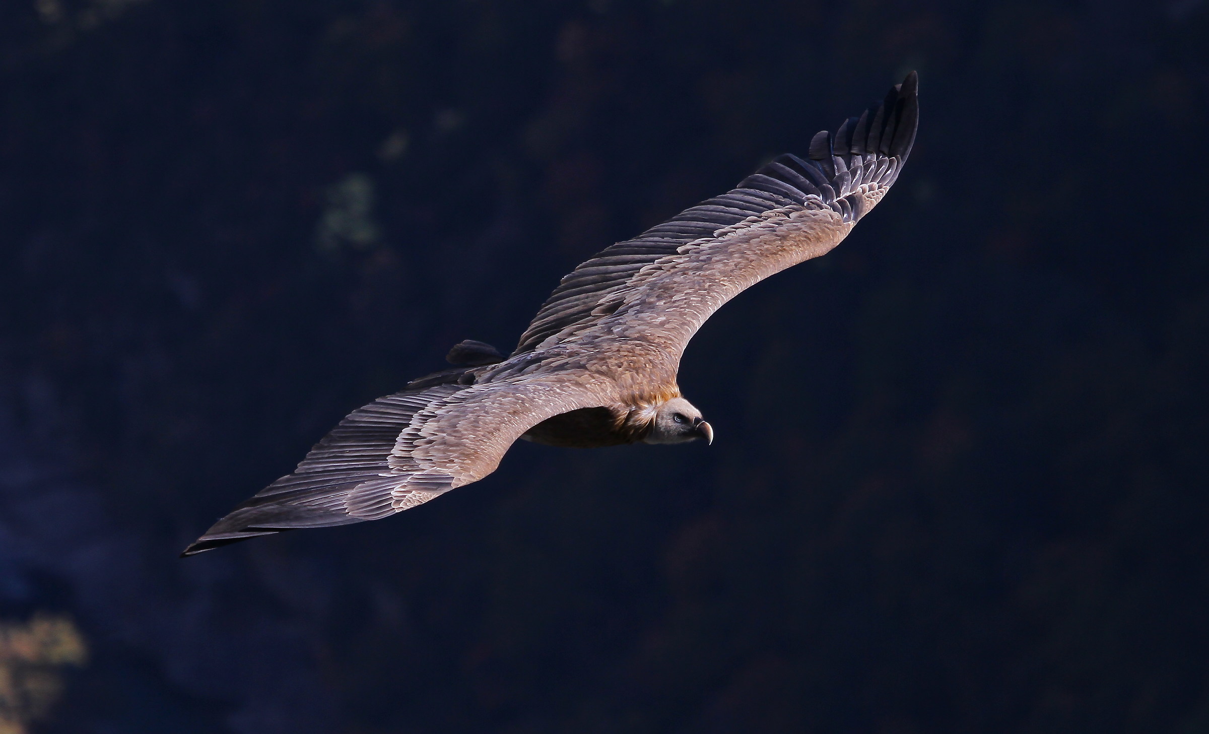 Griffins at Canyon of Verdon