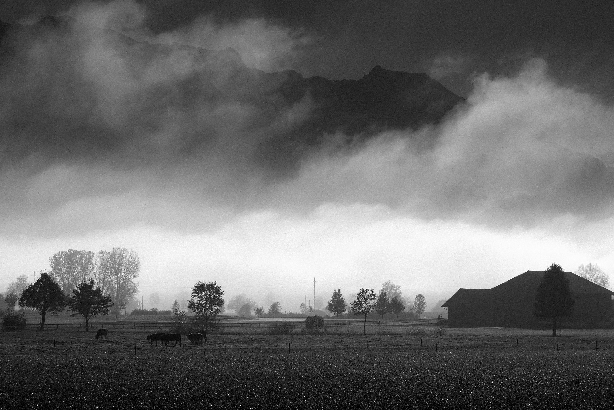 A pasture in the Rhine Valley