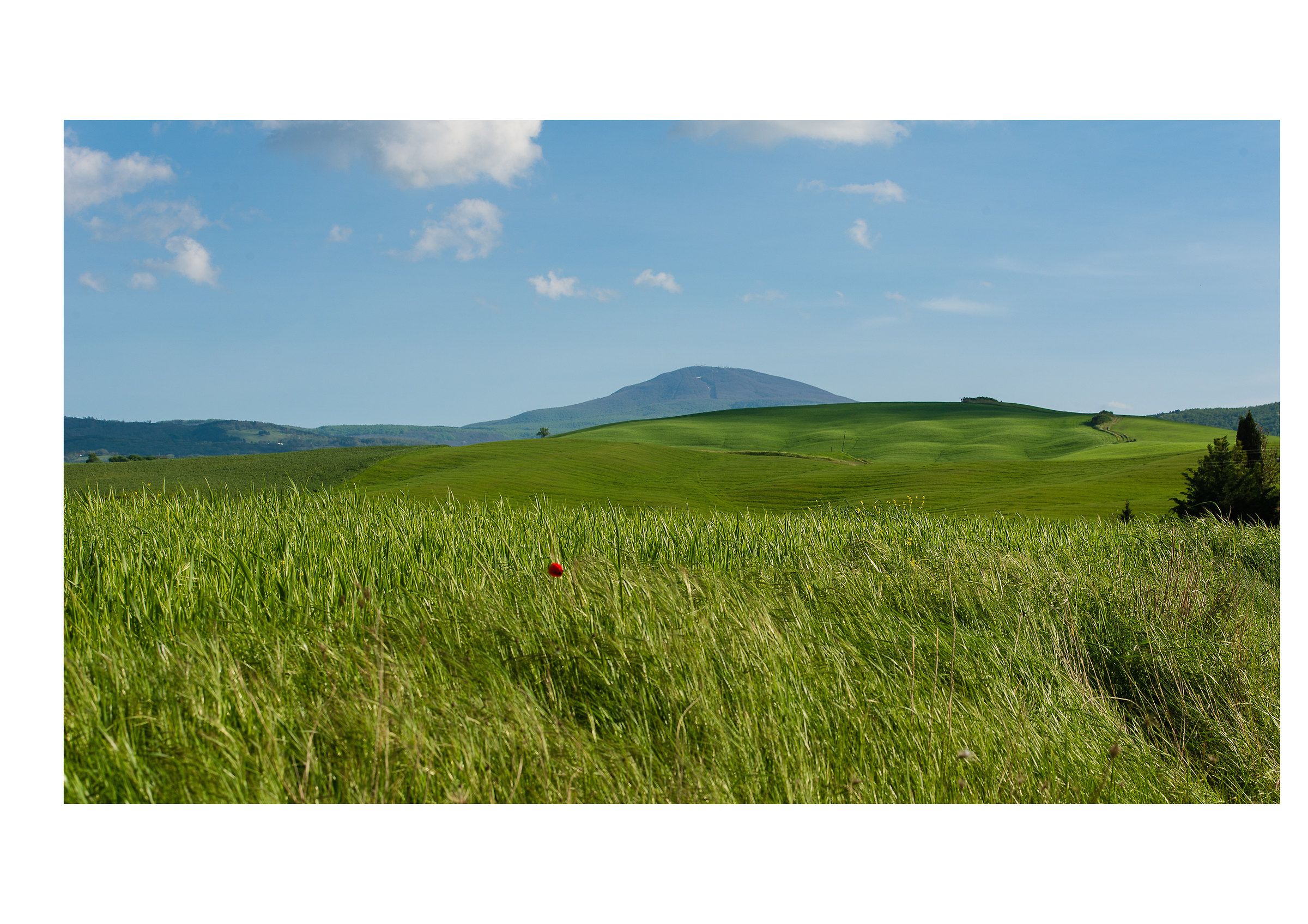 The poppy and the mountain