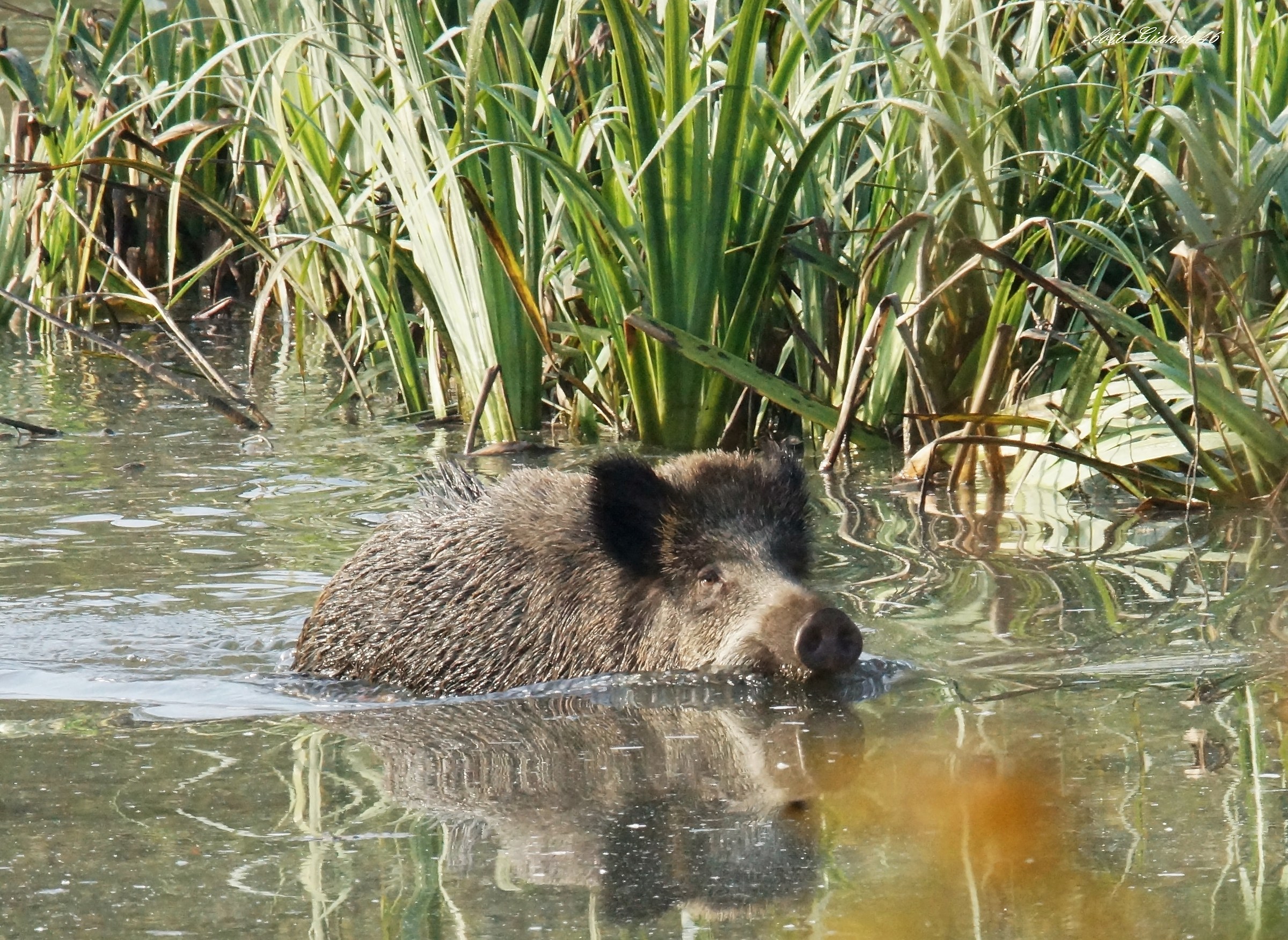 cinghiale nuotatore