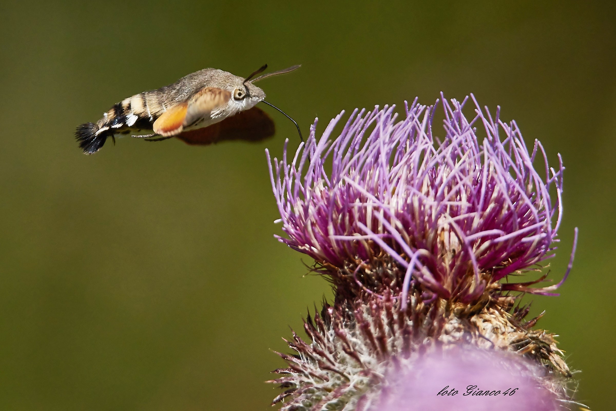 sfinge delle stellate