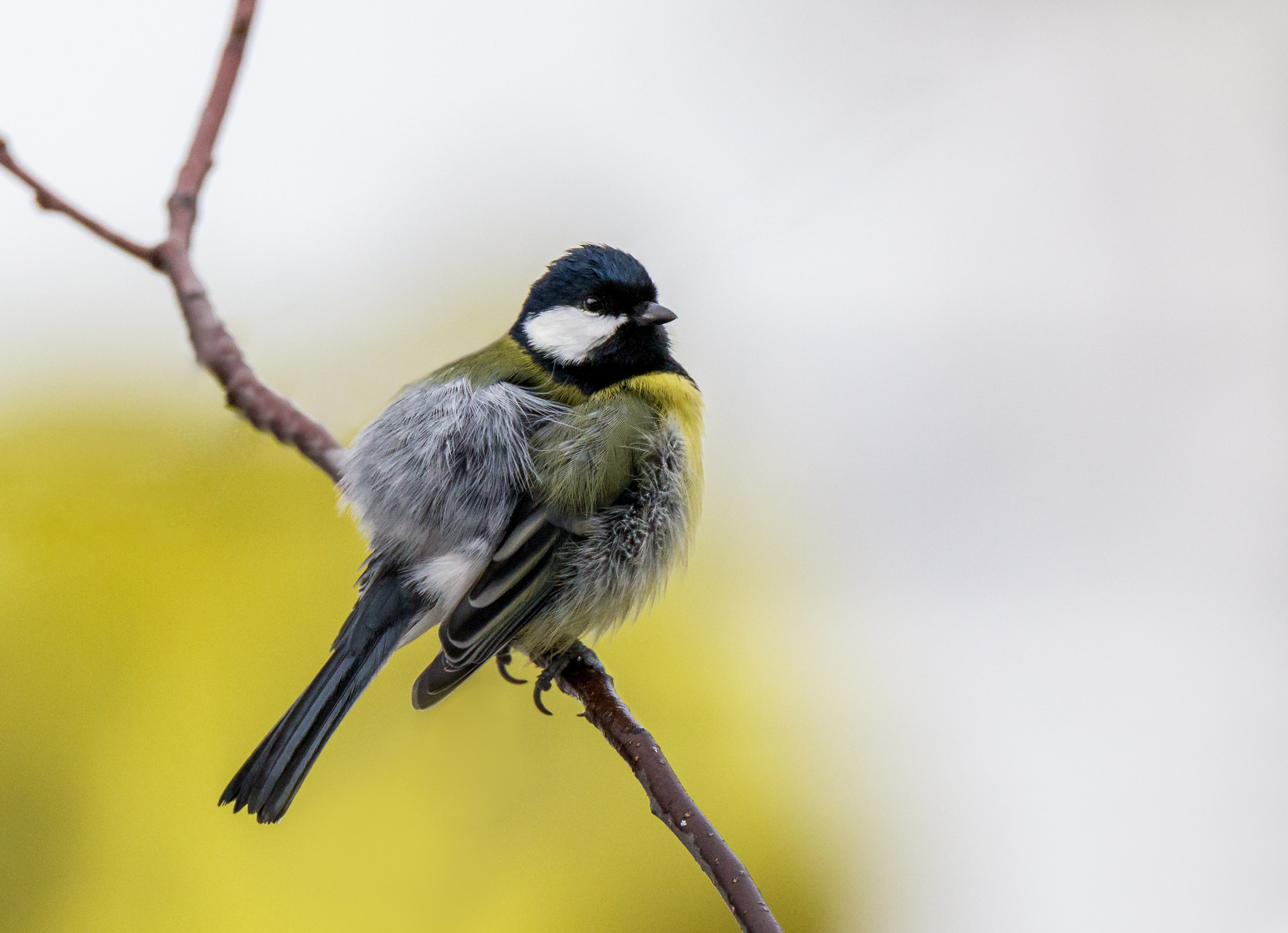 Great tit