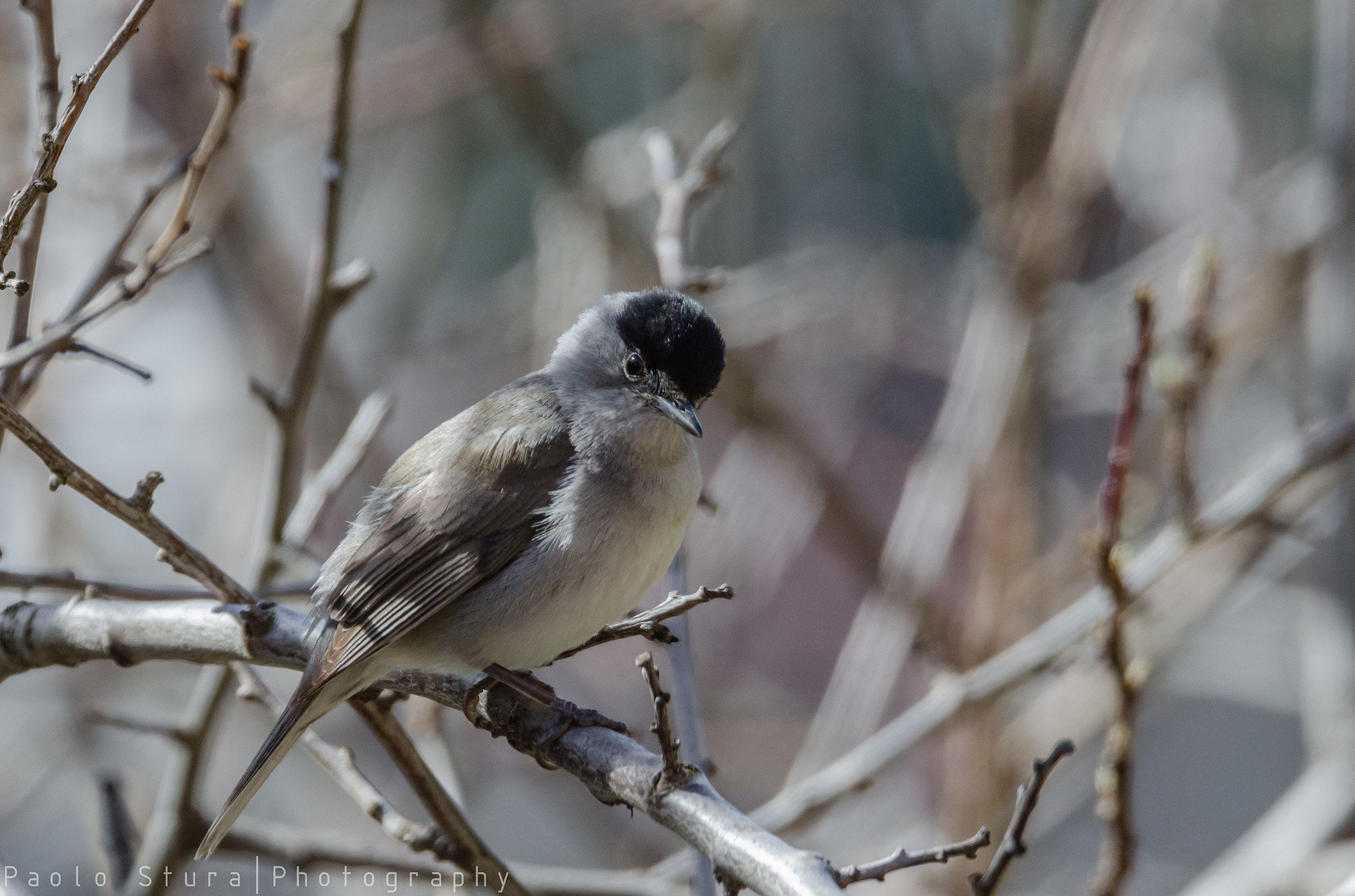 Blackcap
