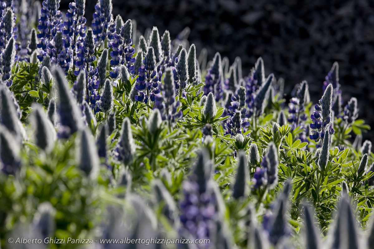 Lupini Icelandic