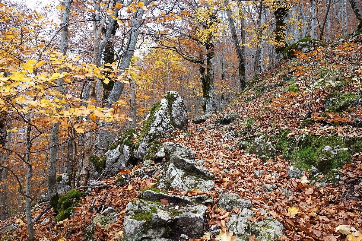 Autumn in the woods of PNALM