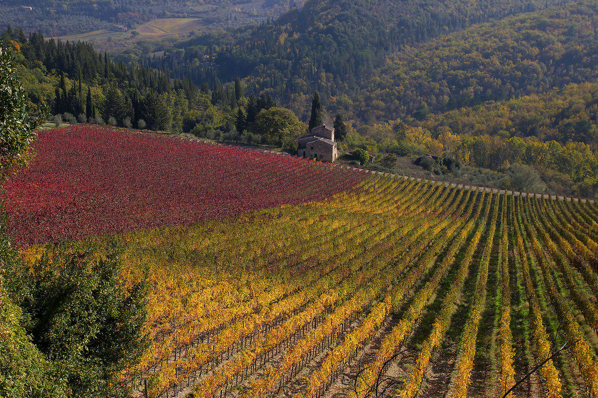 The colors of the Chianti
