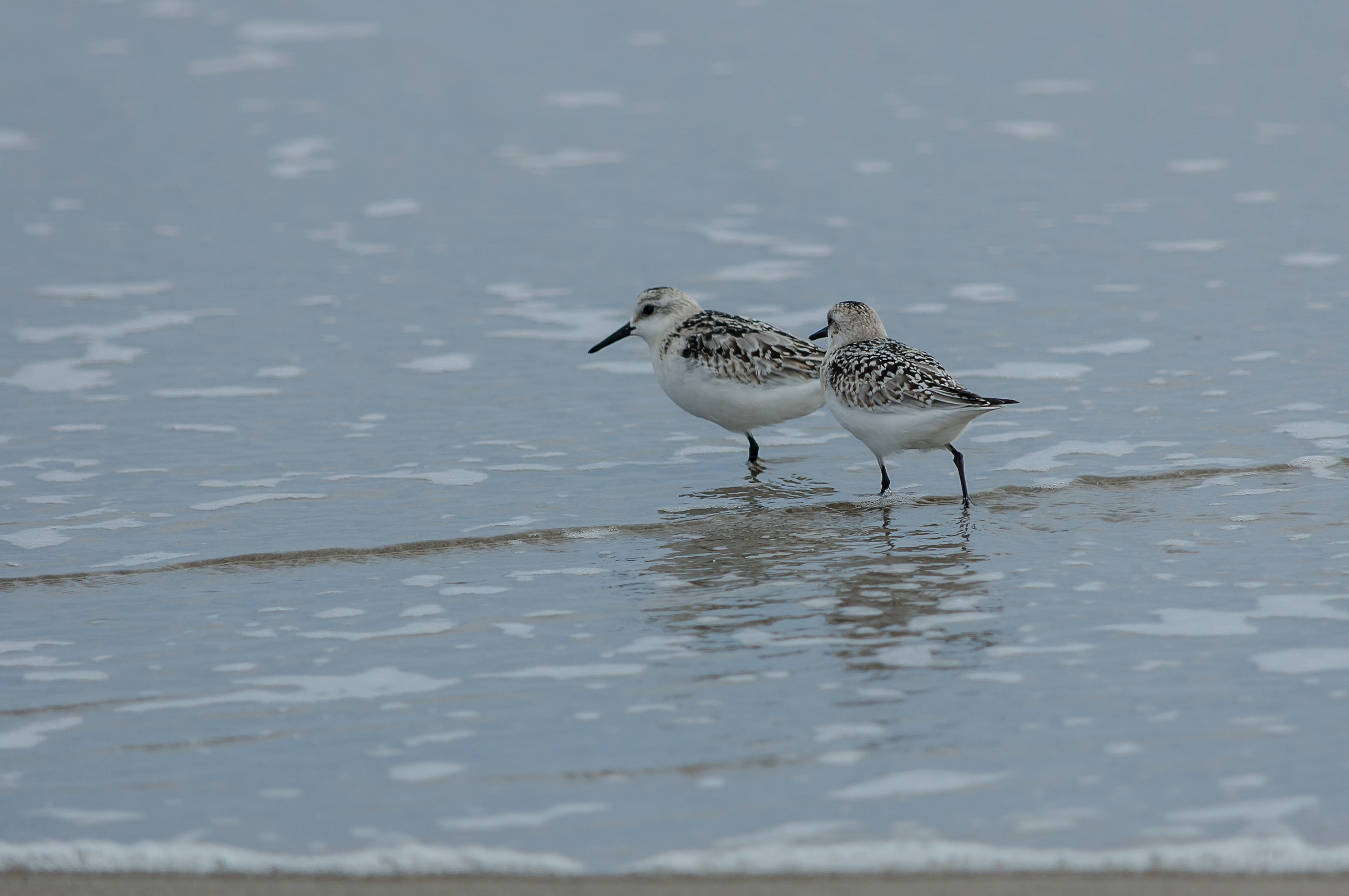 piovanello tridattilo