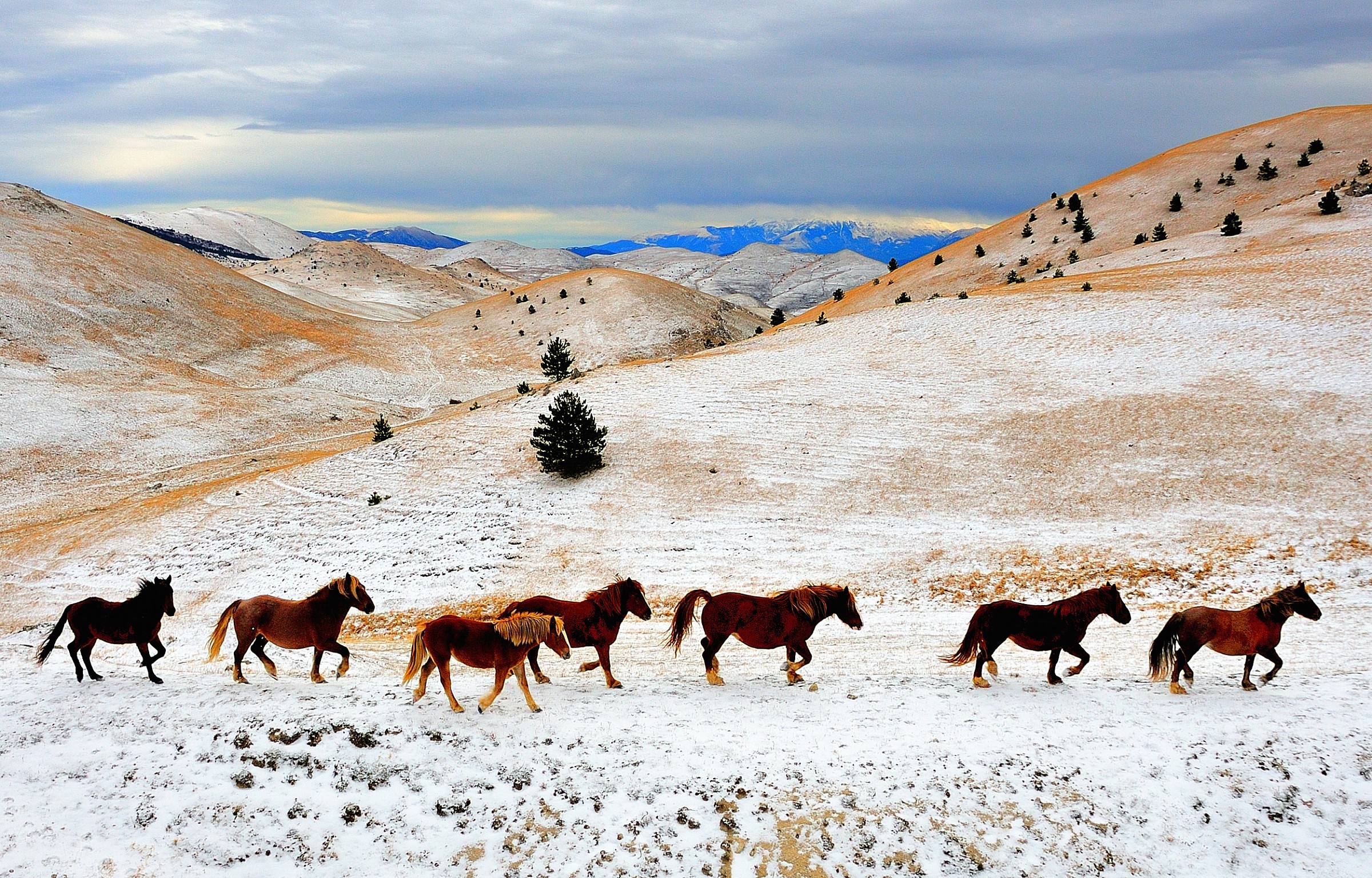 cavalli. Salendo verso Campo Imperatore