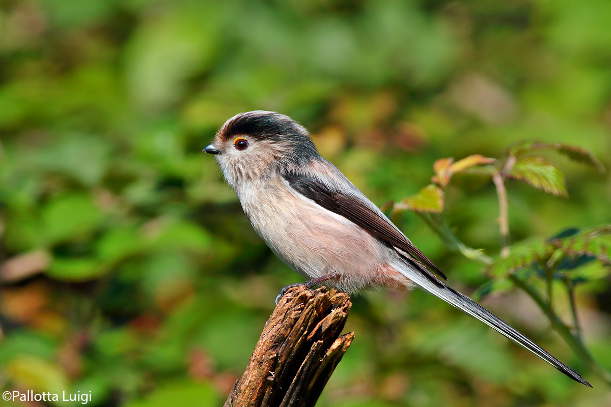Long-tailed Tit (Aegithalos caudatus)