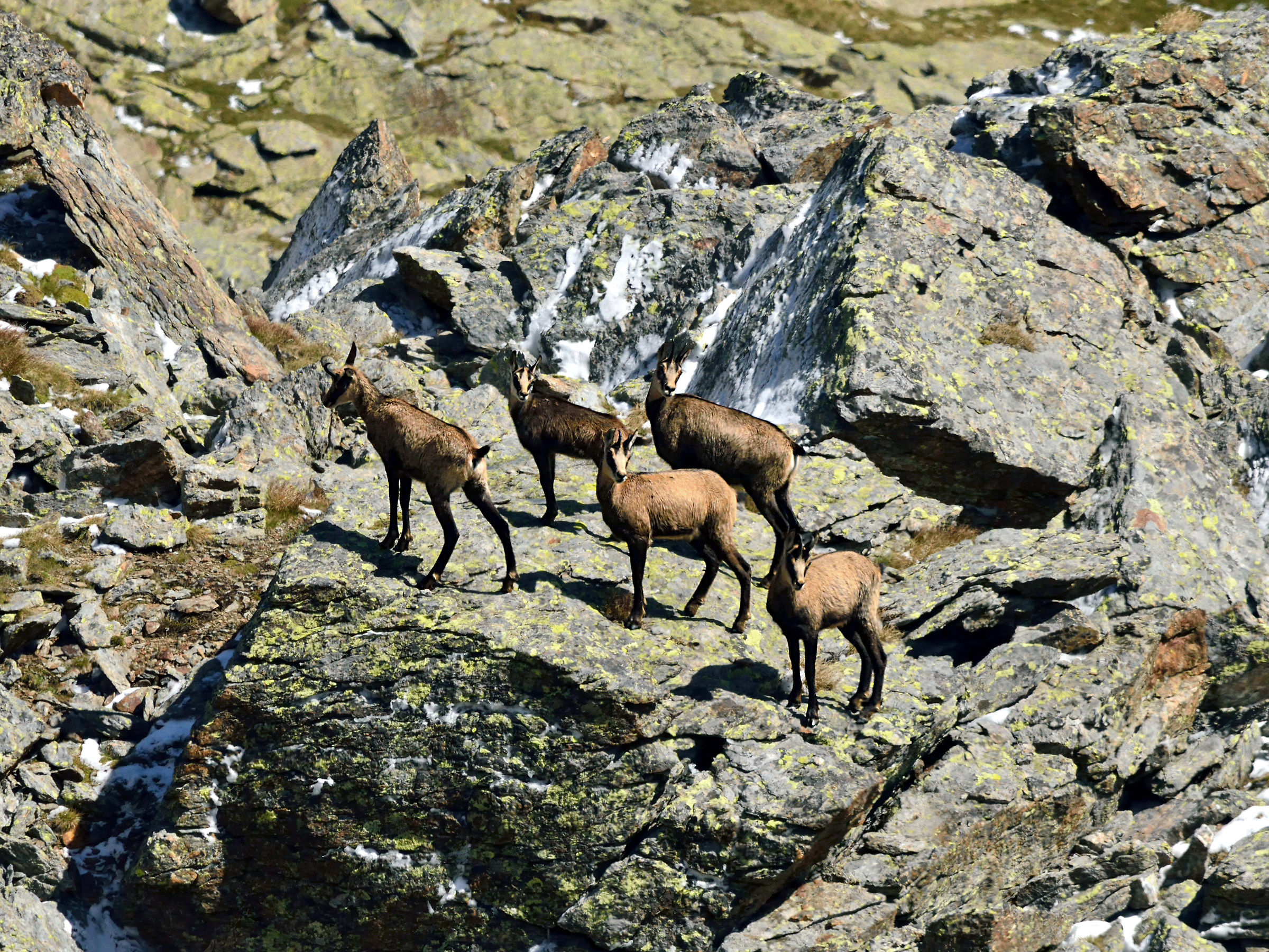 Giovani camosci in posa.