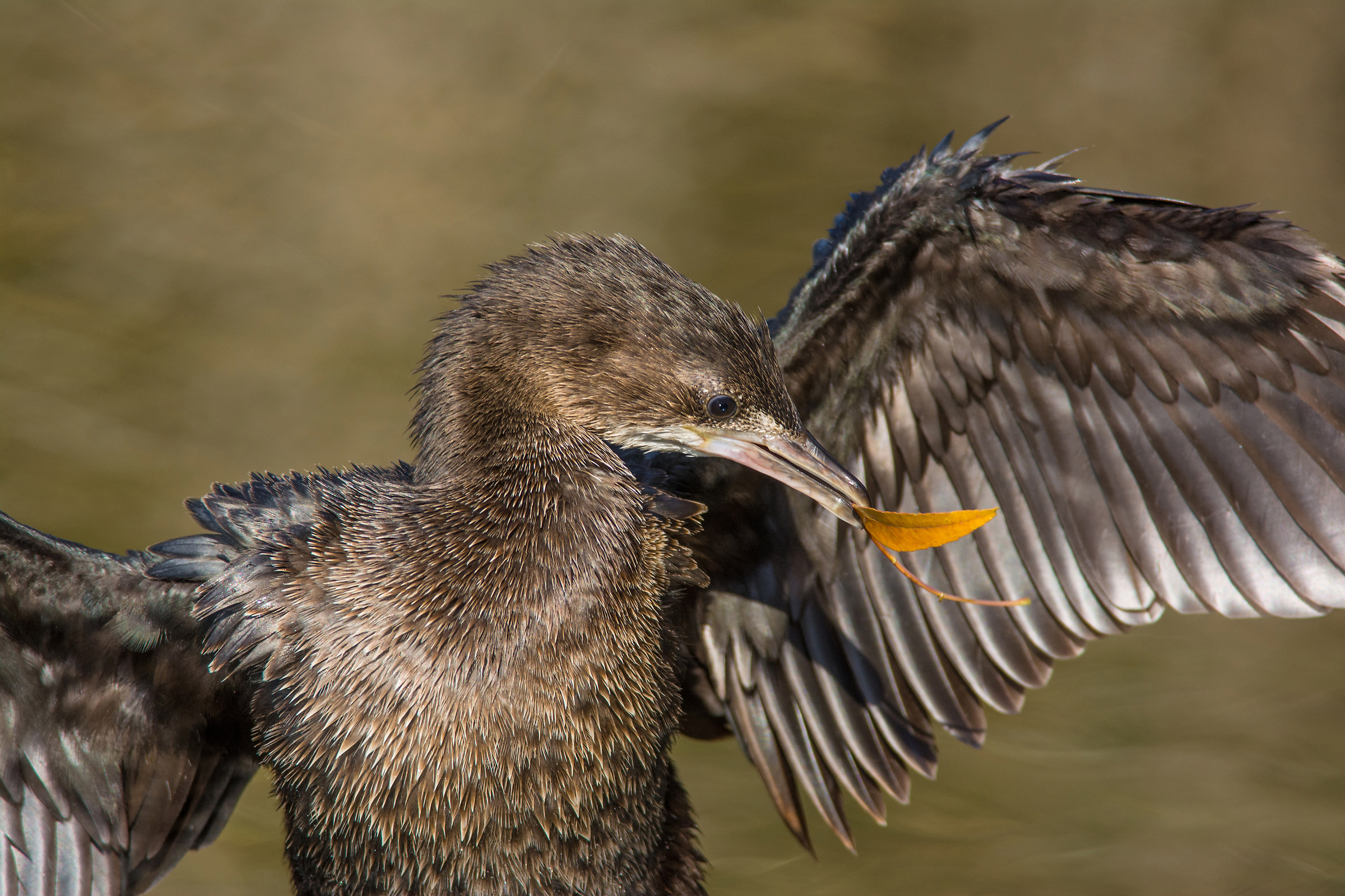 Pygmy cormorant