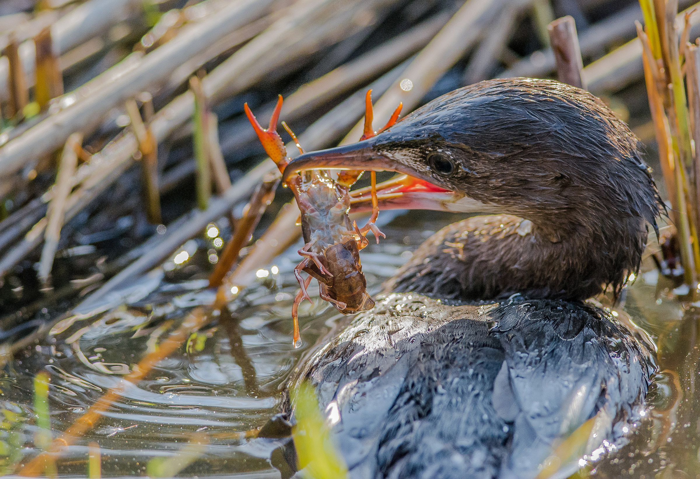 Shrimp and cormorant