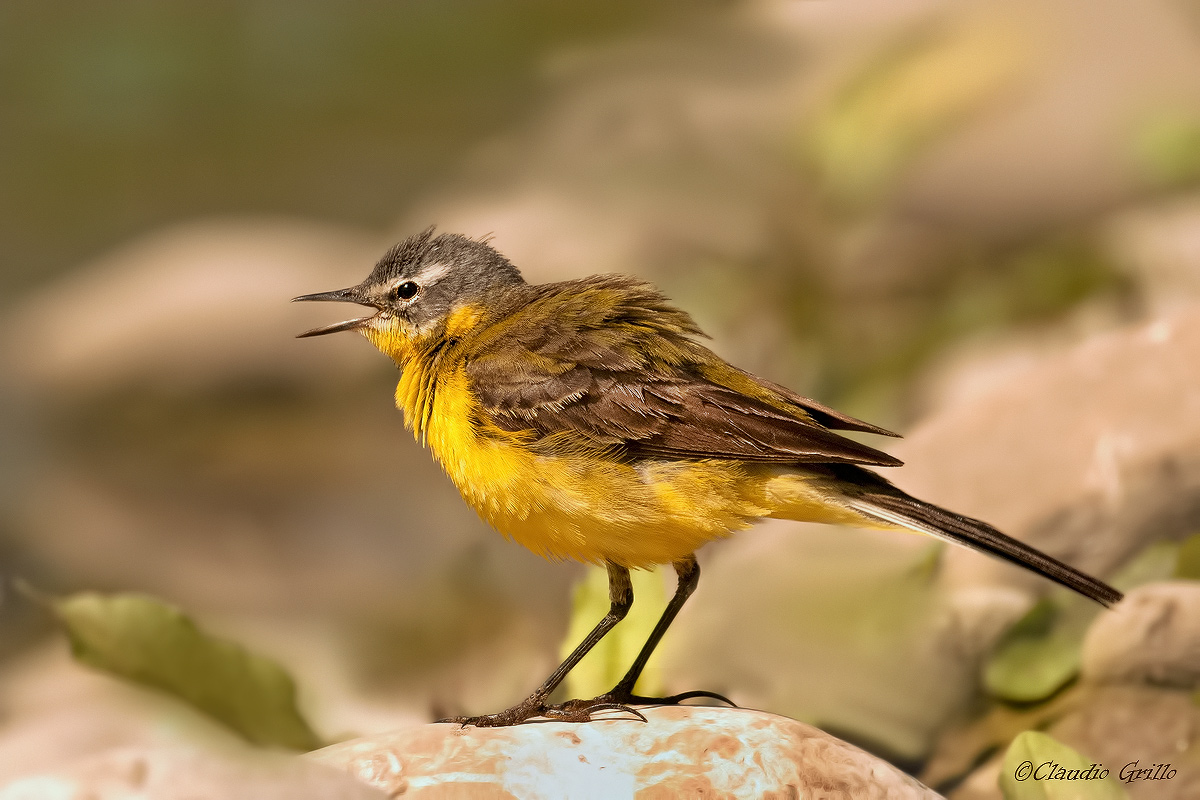 Yellow Wagtail