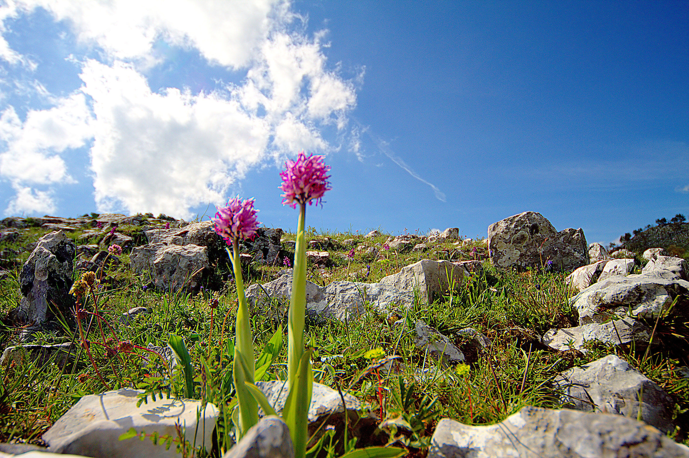Orchis simia Lamarck 1779